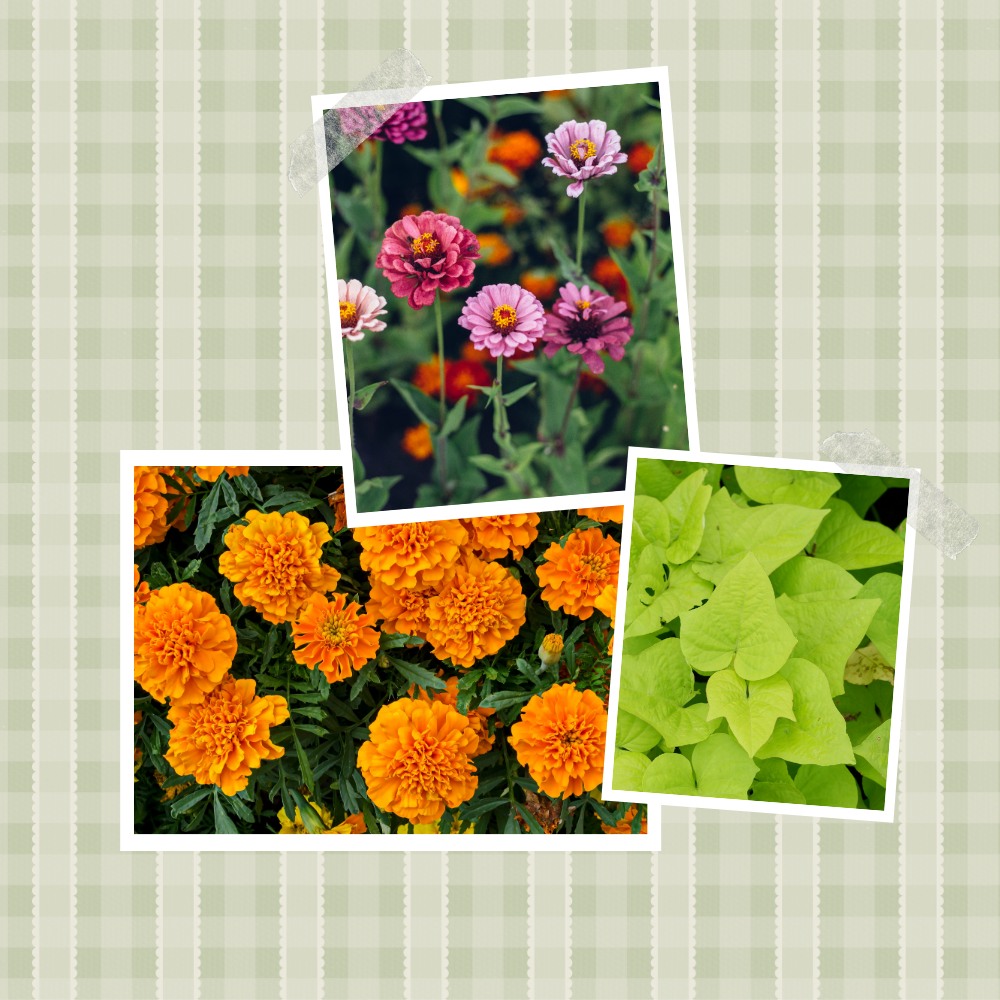 Cinder block planter ideas: Pink zinnias, orange marigolds, and green sweet potato vine polaroid-style photos on a green and white background