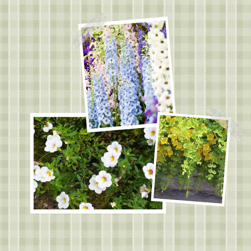 Cinder block planter ideas: Blue, white, and purple delphinium, calibrachoa, and creeping jenny polaroid-style photos on a green and white background