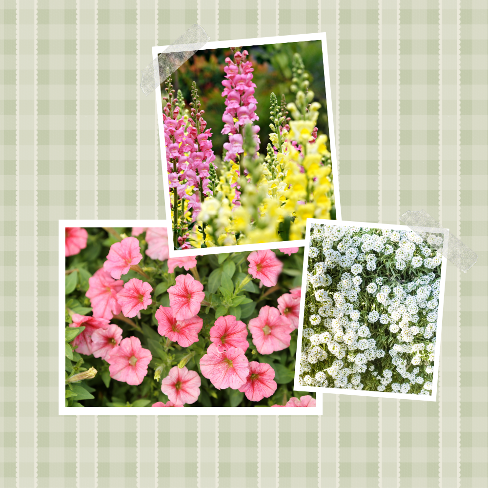 Cinder block planter ideas: Snapdragons, pink petunias, and white sweet alyssum polaroid-style photos on a green and white background