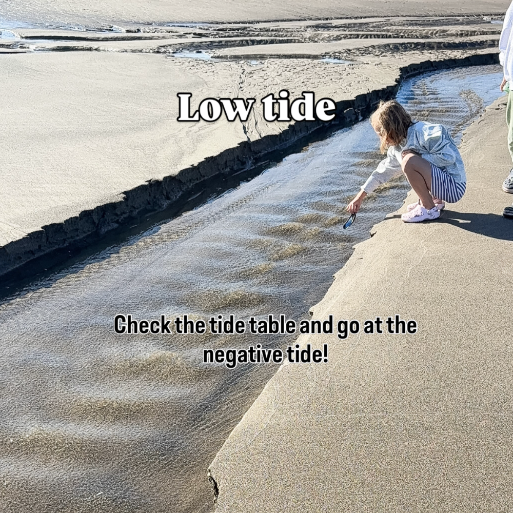 Oregon Coast with kids idea: visiting the tide pools at low tide. Young girl next to low tide sand. Text says: Low tide, check the tide table and go at the negative tide